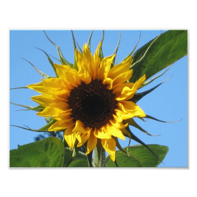 Impression Photo Tournesol - Papier professionnel Kodak (Devant)