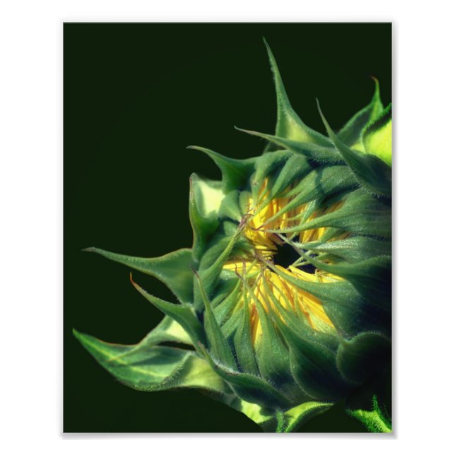 Impression Photo Tournesol se dépliant 8x10 (Devant)
