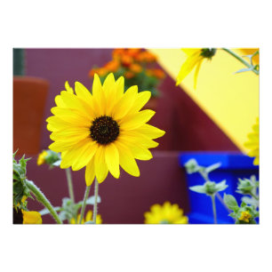 Impression Photo Tournesol sur mon patio