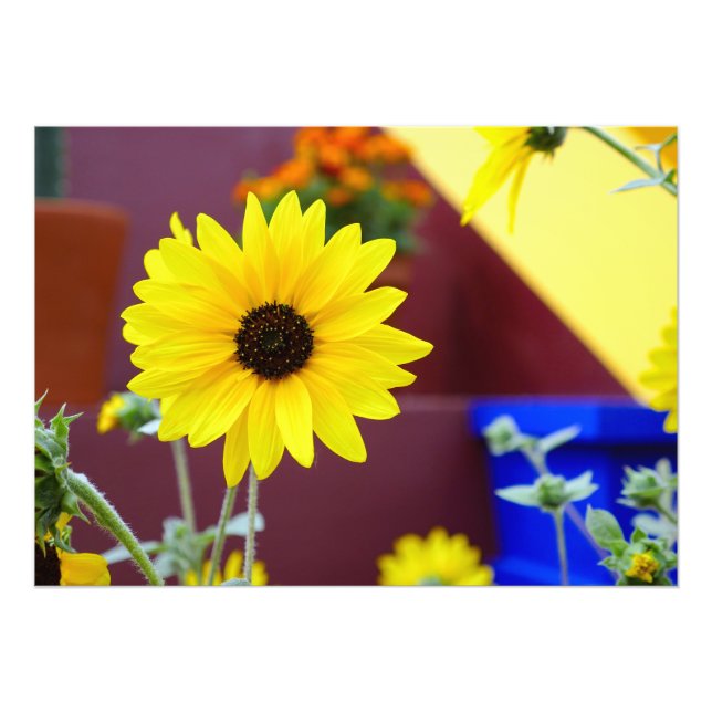 Impression Photo Tournesol sur mon patio (Devant)