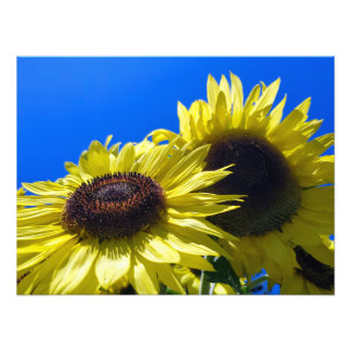 Impression Photo Tournesols Moonwalker tendus vers le ciel