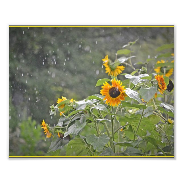 Impression Photo Tournesols sous pluie estivale (Devant)