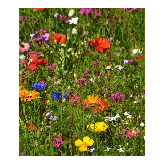 Impression Photo toutes sortes de belles fleurs (Devant)