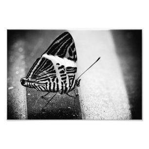 Impression Photo traversée de papillon