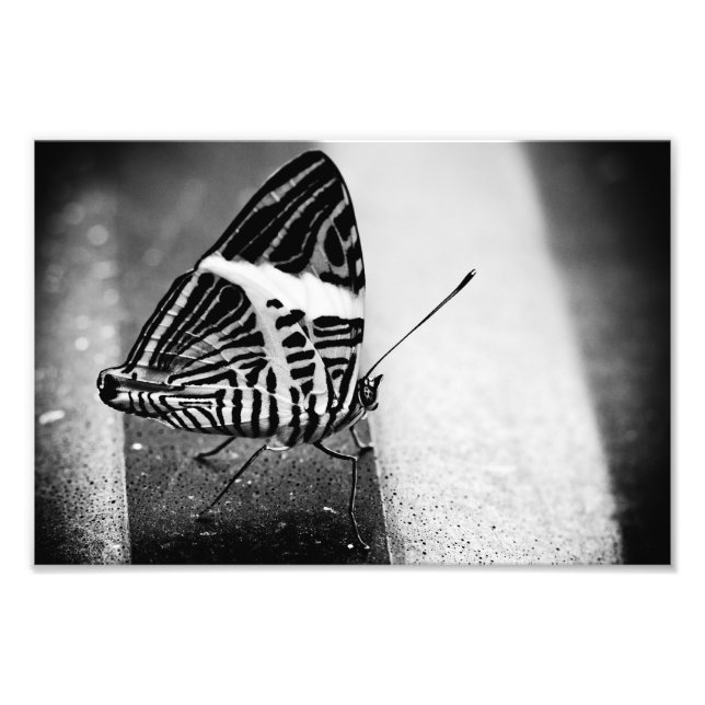 Impression Photo traversée de papillon (Devant)