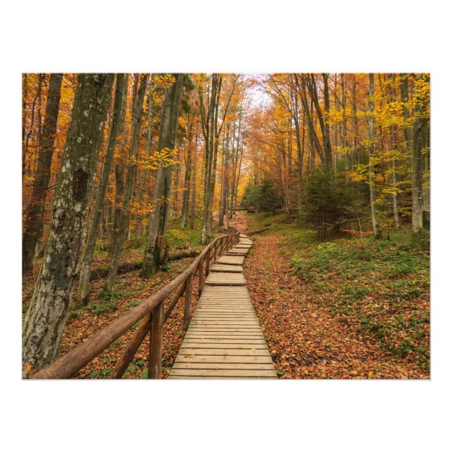 Impression Photo Traverser la forêt d'automne. (Devant)