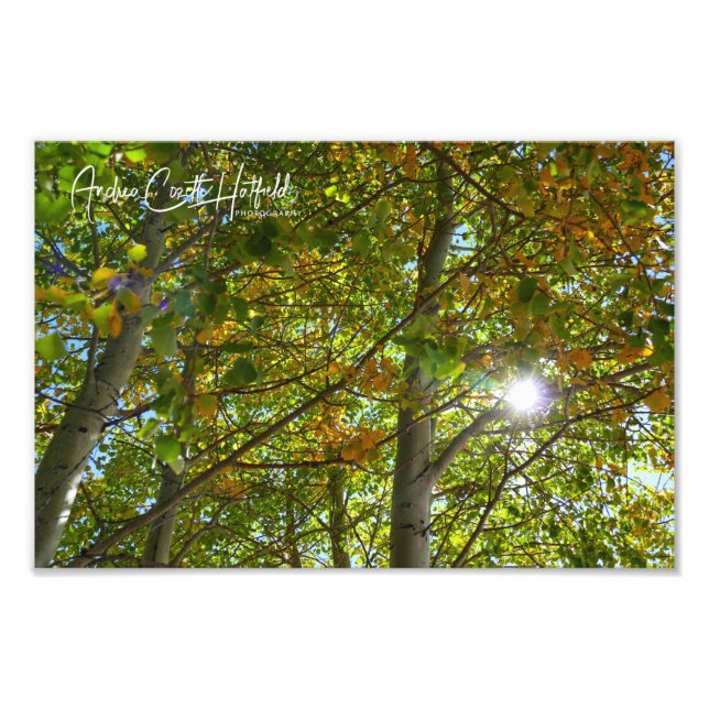 Impression Photo Tremble dans le Soleil (Devant)