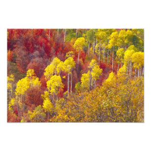 Impression Photo Trembles colorés dans Logan Canyon Utah en 2