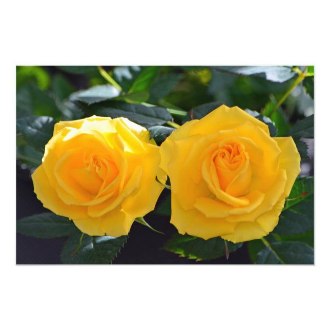 Impression Photo très beaux, frais doubles fleurs de rose jaune (Devant)