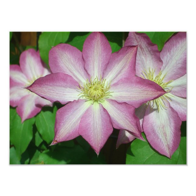 Impression Photo Trio de Clematis Pink and White Spring Vine (Devant)