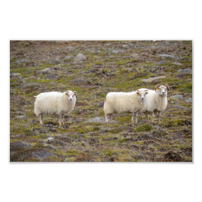 Impression Photo Trio des moutons, Islande (Devant)