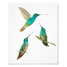 Trois colibris