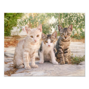 Impression Photo Trois jeunes chatons chatons chatons s'assoient en