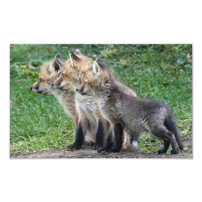 Impression Photo Trois Kits Fox (Devant)