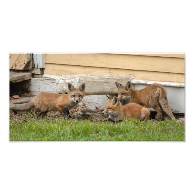 Impression Photo Trois Kits Fox (Devant)