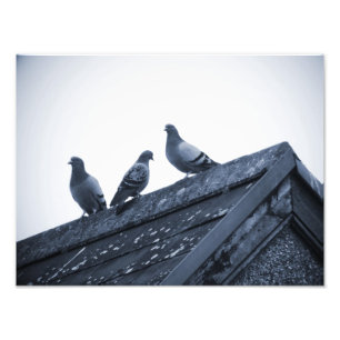 Impression Photo Trois pigeons sur un toit