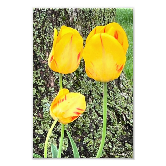 Impression Photo Trois Tulipes Jaunes / (Devant)