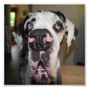 Impression Photo Trompette de chien
