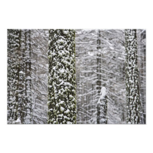 Impression Photo Troncs d'arbres couverts de neige dans la vallée d