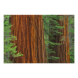 Impression Photo troncs de Séquoia géant en forêt, Yosemite