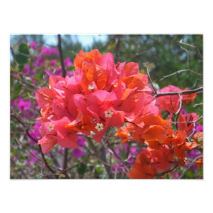 Impression Photo Tropical Pink Bougainvillea Island Floral