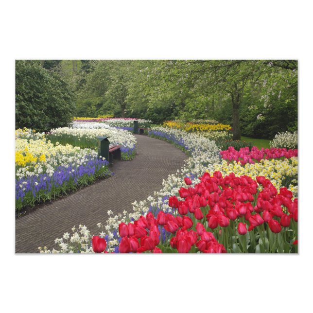 Impression Photo Trottoir à travers les tulipes, les jonquilles et (Devant)