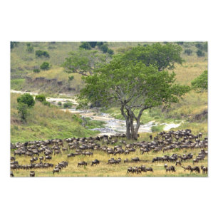 Impression Photo Troupeau massif de gnous pendant la migration,
