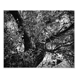 Impression Photo Trouvez-moi dans les arbres