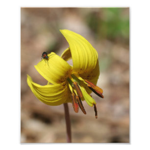 Impression Photo Truite Sauvage Fleur Lily Et Friend Firefly 8x10