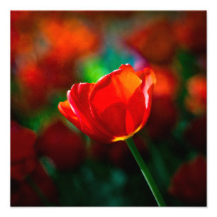 Impression Photo Tuliforme rouge