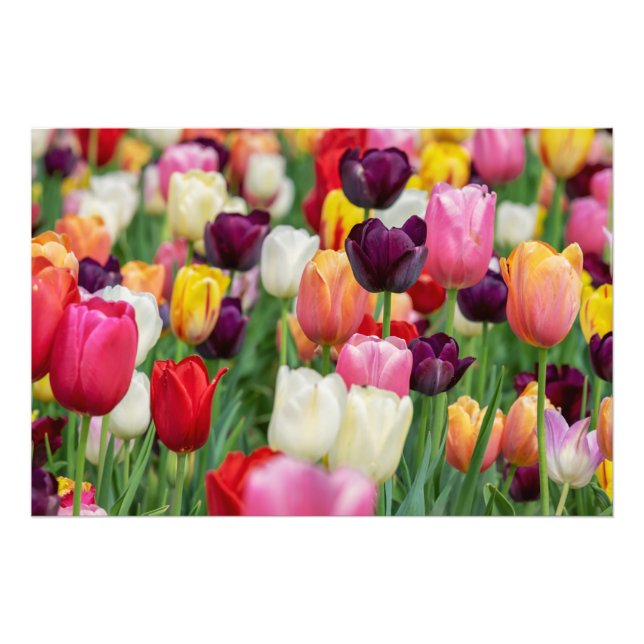 Impression Photo Tulip Fleurs de printemps Jardin Floral Jaune rose (Devant)
