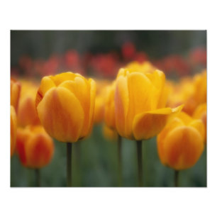 Impression Photo Tulipe