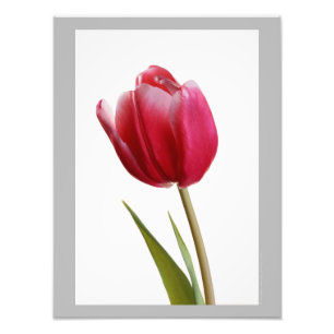 Impression Photo Tulipe 7 - Fleur de tulipe rouge vif