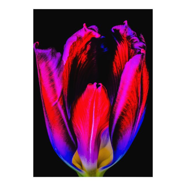 Impression Photo Tulipe de Neon Glow (Devant)