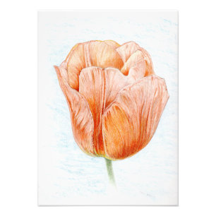 Impression Photo Tulipe en pêche