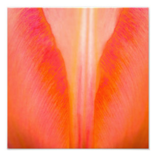 Impression Photo Tulipe orange
