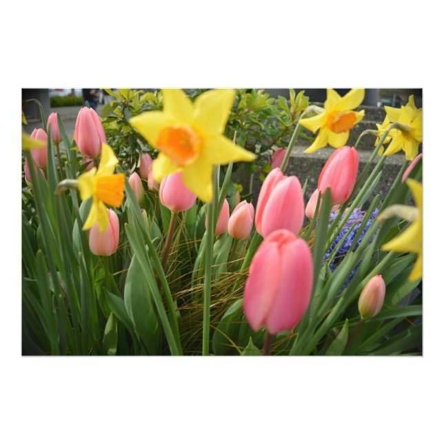 Impression Photo Tulipe rose et jonquille jaune fleurs de printemps (Devant)