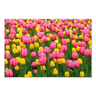 Impression Photo Tulipes 1 copie