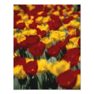 Impression Photo Tulipes 2