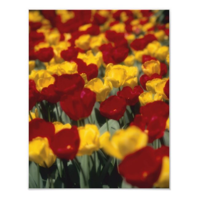 Impression Photo Tulipes 2 (Devant)