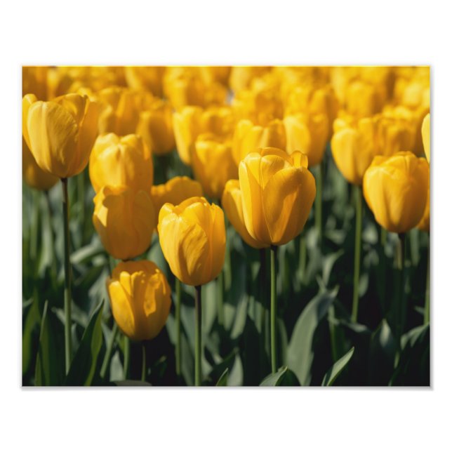 Impression Photo Tulipes 3 (Devant)