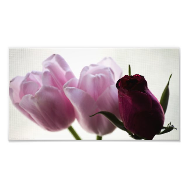 Impression Photo Tulipes 3258 (Devant)
