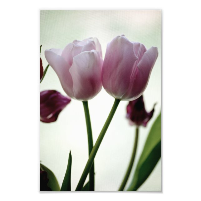 Impression Photo Tulipes 3259 (Devant)