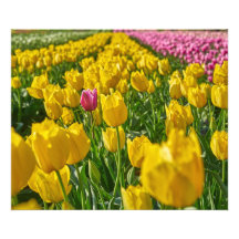 Tulipes au printemps