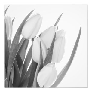 Impression photo Tulipes blanches