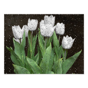 Impression Photo Tulipes blanches avec gouttes de pluie