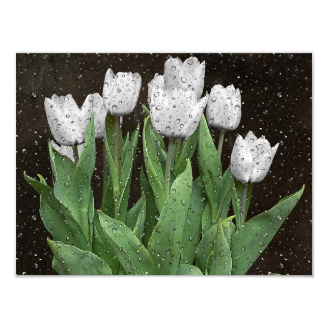 Impression Photo Tulipes blanches avec gouttes de pluie (Devant)