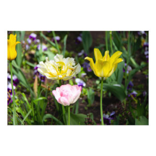 Impression Photo Tulipes blanches, roses et jaunes dans le jardin