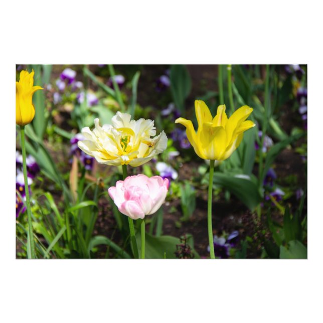 Impression Photo Tulipes blanches, roses et jaunes dans le jardin (Devant)