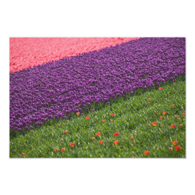 Impression Photo Tulipes dans les jardins de Keukenhof, Amsterdam,  (Devant)